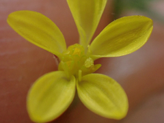 Benitoa occidentalis