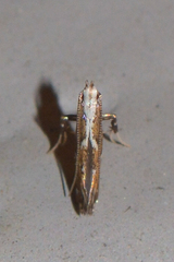 Acrocercops