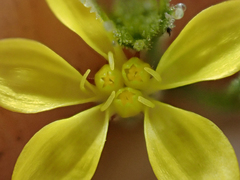 Benitoa occidentalis