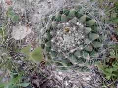 Mammillaria zephyranthoides