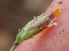 Benitoa occidentalis