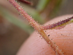 Benitoa occidentalis