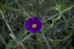 Ipomoea pubescens