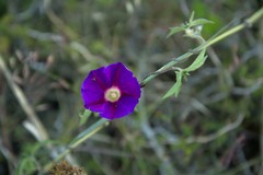 Ipomoea pubescens