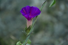 Ipomoea pubescens