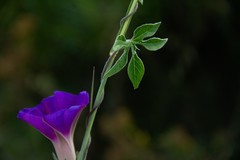 Ipomoea pubescens