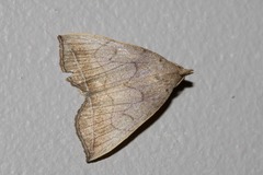 Simplicia armatalis