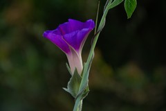 Ipomoea pubescens