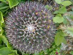 Mammillaria mystax