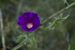 Ipomoea pubescens
