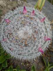 Mammillaria haageana