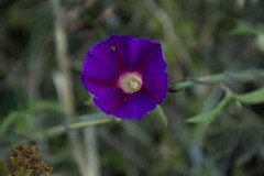 Ipomoea pubescens