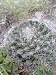 Mammillaria zephyranthoides