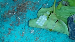 Arthropoda