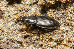 Pachymorphus lucidus