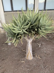 Aloidendron