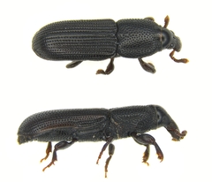 Cossonus corticola