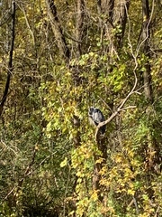 Ardea herodias