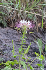 Polanisia dodecandra trachysperma
