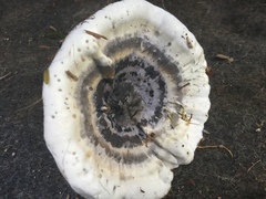 Hydnellum suaveolens