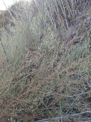 Benitoa occidentalis