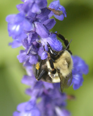 Bombus impatiens