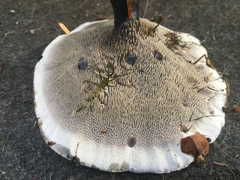 Hydnellum suaveolens