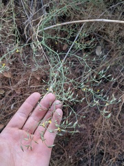 Benitoa occidentalis