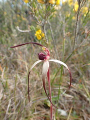 Caladenia dienema