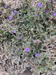 Cyanotis somaliensis