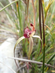 Caladenia dienema
