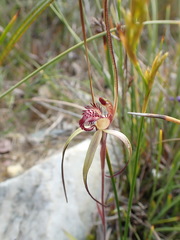 Caladenia dienema