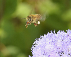 Apis mellifera