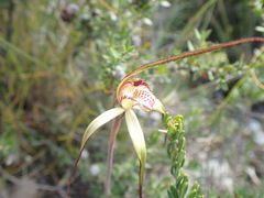 Caladenia dienema
