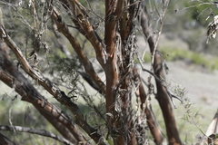 Leptospermum brachyandrum