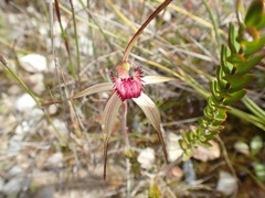 Caladenia dienema