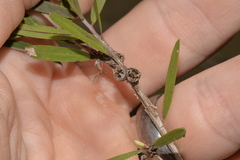 Leptospermum brachyandrum