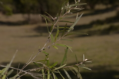 Leptospermum brachyandrum