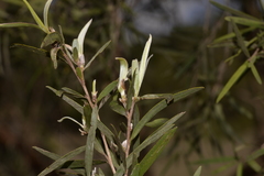 Leptospermum brachyandrum