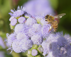 Apis mellifera