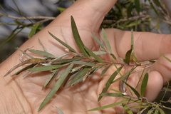 Leptospermum brachyandrum