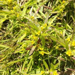 Melampodium sericeum