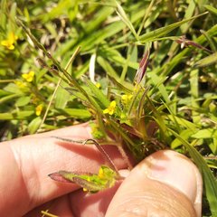 Melampodium sericeum