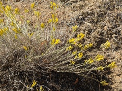 Ericameria nauseosa speciosa