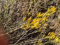 Ericameria nauseosa speciosa