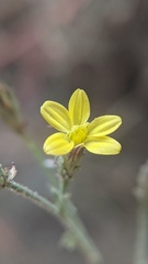 Benitoa occidentalis