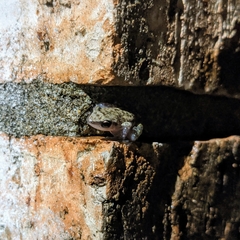 Eleutherodactylus campi