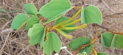 Bauhinia rufa