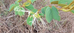 Bauhinia rufa