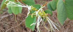 Bauhinia rufa